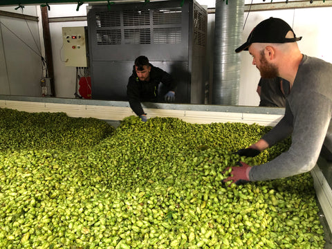 hops in the kiln