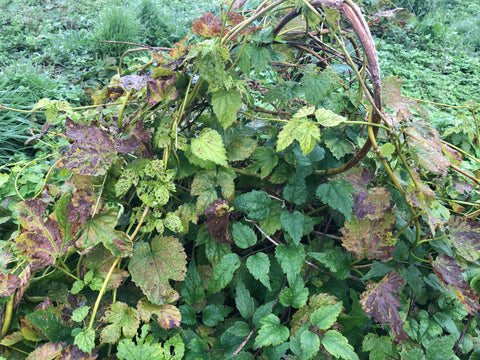 Hop plant