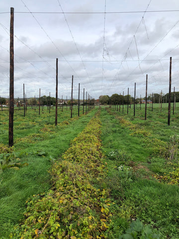 Hop plants in the hop garden