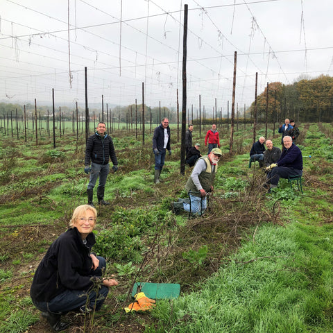 Hogs Back Hoppers volunteering in the hop garden