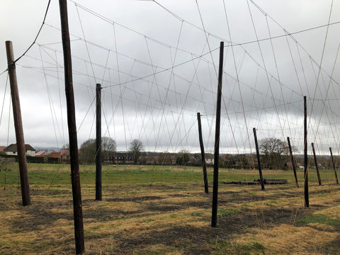 Strings in the hop garden