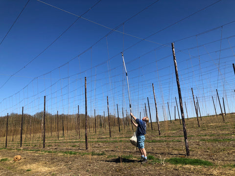 Matthew stringing the hop garden