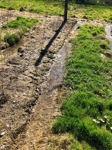 Water puddles in the hop garden