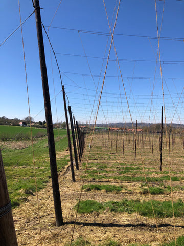 Hop garden