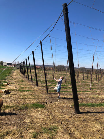 Matthew stringing in the hop garden