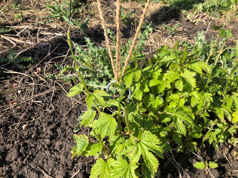 Hop shoots and thistles