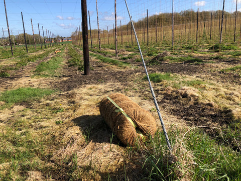 Coconut coir in the hop garden