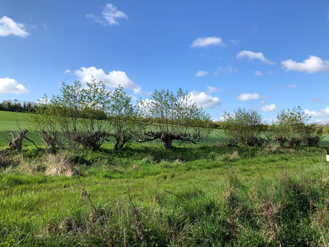 Trees growing