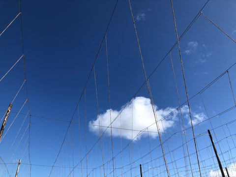 Strings in the spring sky