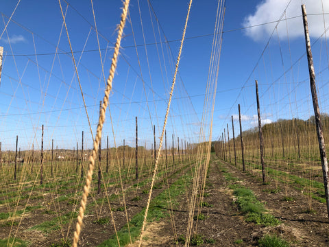 Strings in the hop garden