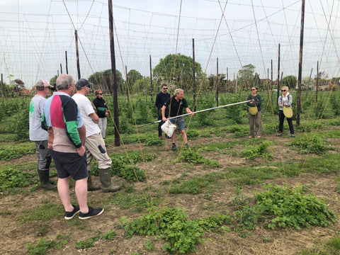 Stringing the hop garden