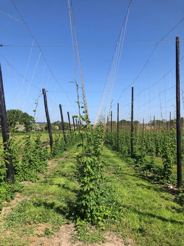 hop plants in hop garden