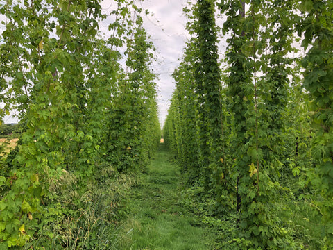 Hop Garden