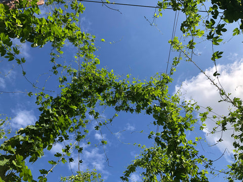 Hop garden