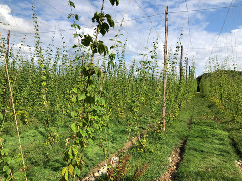 Hop garden