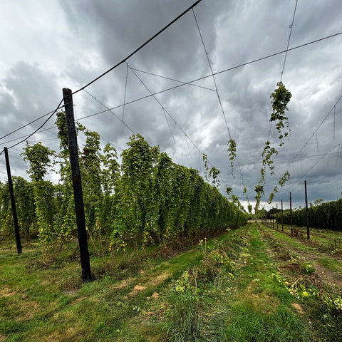 The first alley's of Farnham White Bine