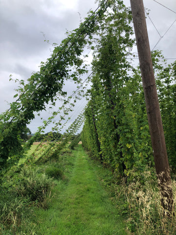 Hop garden