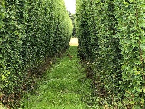 Hop garden