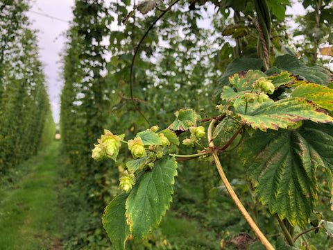 Hop cones