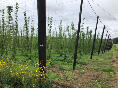 Hop garden