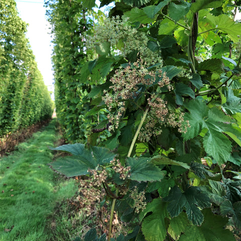 Male hop plant