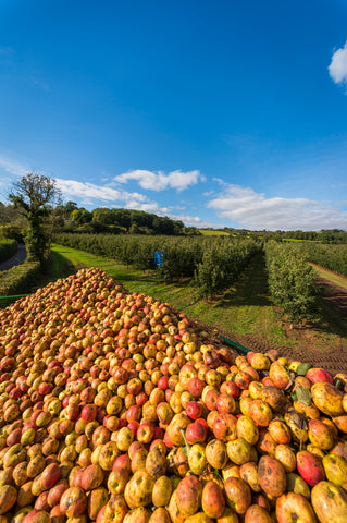 freshly harvested apples for cider