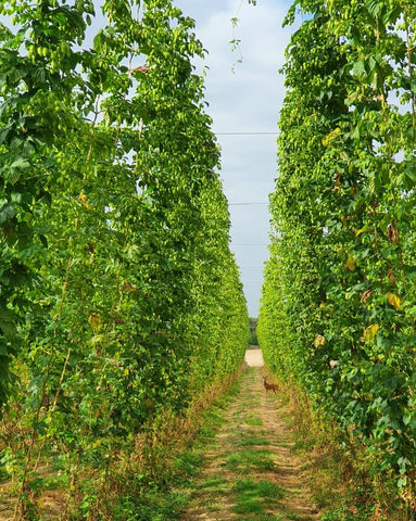 Deer in hop garden