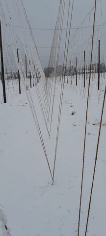 Hop garden in the snow