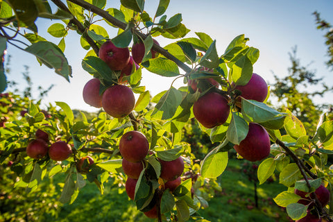 Apple tree and cider apples