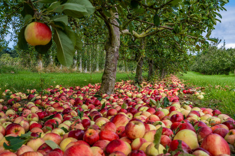 Thatchers Apple Harvest