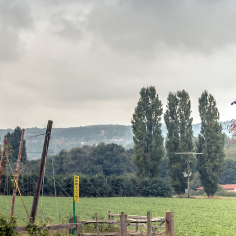 Poplar trees near hop garden