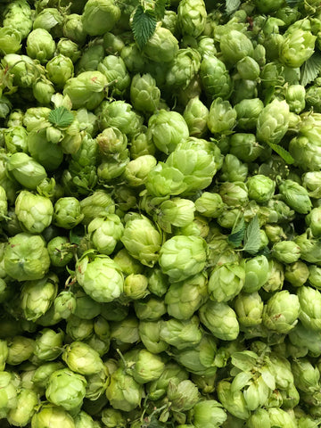 Close up of freshly harvested hops