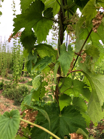 Male hop plant without hop cones