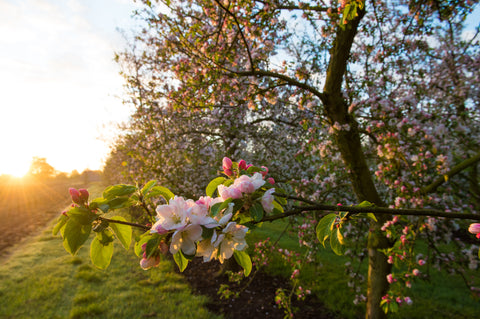 Cider Apple blossom on trees