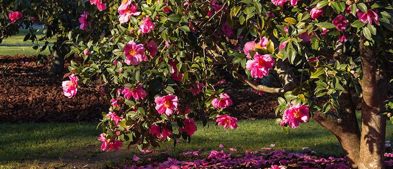 Camellias: Varieties, Choice and Care
