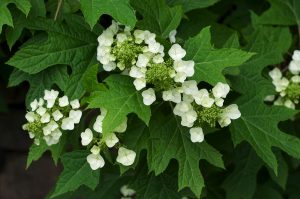 prune hydrangeas