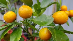 citrus care