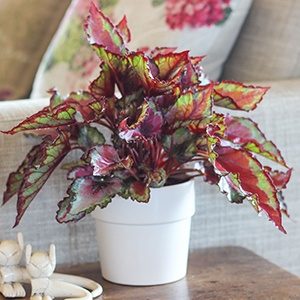 Begonia - houseplants for your bathroom