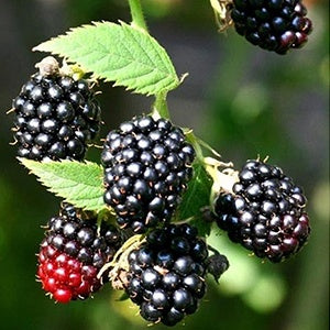 growing berries