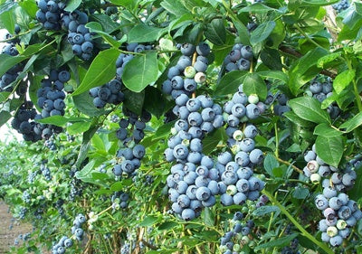 Edible hedges