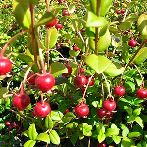 growing berries