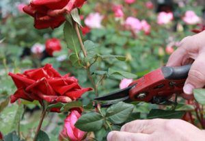 Deadheading-roses