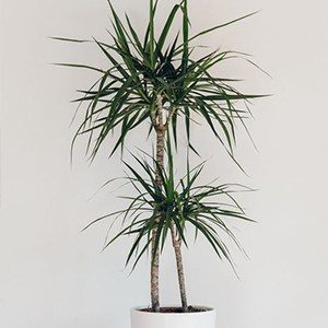 Dracaena - houseplants for your bathroom