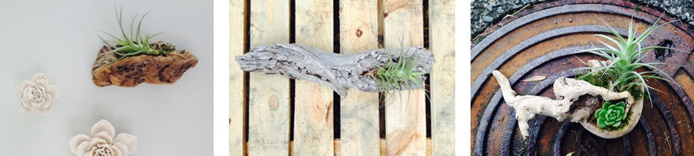 DIY: Displaying Air Plants - Palmers