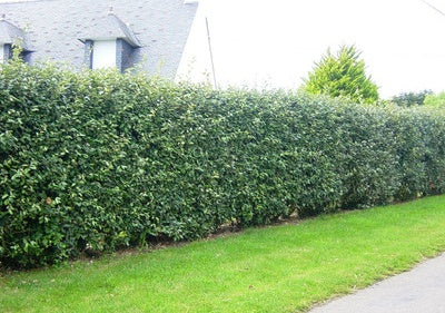 Edible hedges