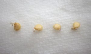 Picture of germinating seeds - 12 top home gardening hacks