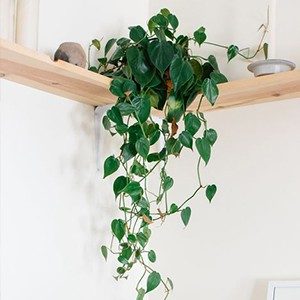 Philodendron - houseplants for your bathroom