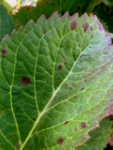 Brown spots of hydrangea leaves - FAQs hydrangeas