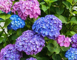 How to Prune Hydrangeas - Palmers