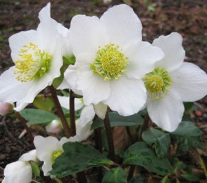 Hellebores